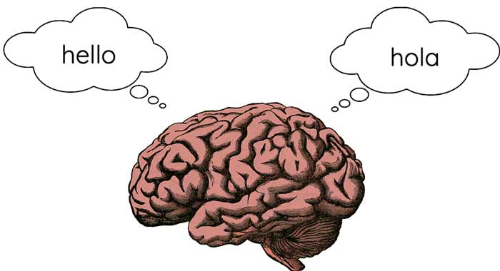 یادگیری زبان جدید مانند ورزش برای مغز است. تحقیقات نشان می‌دهد که دو زبانه‌ها (bilingual) مغز انعطاف‌پذیرتری دارند. این انعطاف‌پذیری به نام "cognitive reserve" شناخته می‌شود. به گفته بهترین آموزشگاه زبان آلمانی آن‌ها دیرتر به بیماری‌هایی مانند آلزایمر مبتلا می‌شوند.